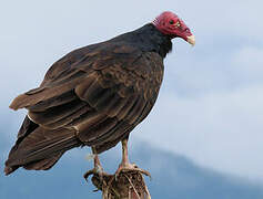 Turkey Vulture