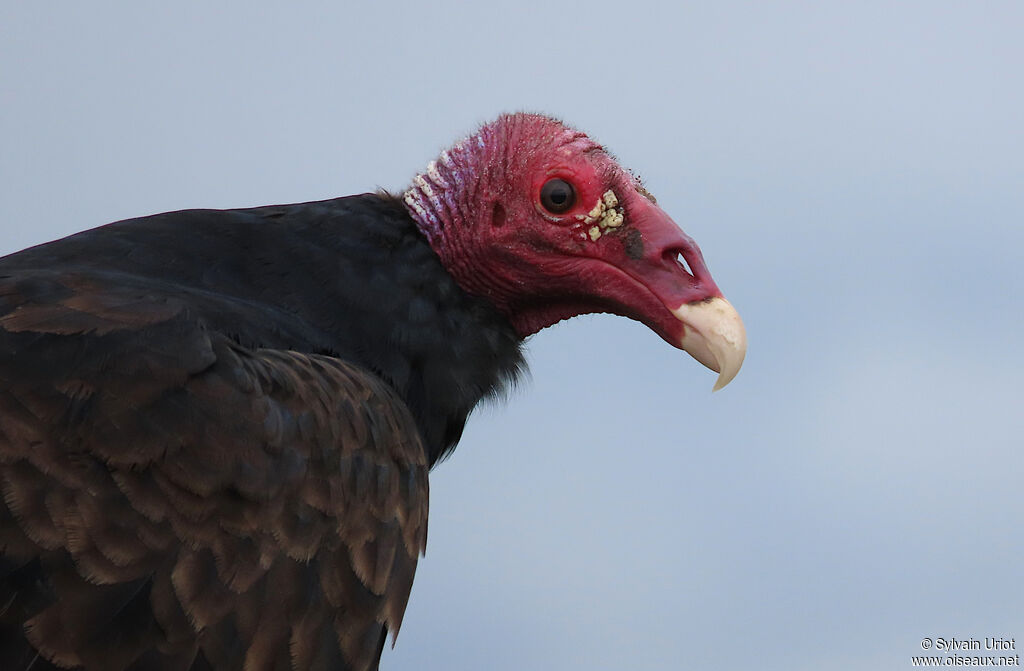 Urubu à tête rougeadulte