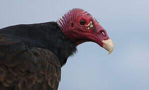 Turkey Vulture