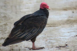 Turkey Vulture