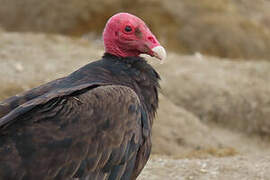 Turkey Vulture