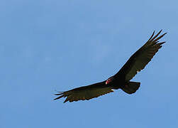 Turkey Vulture