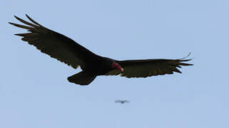 Turkey Vulture