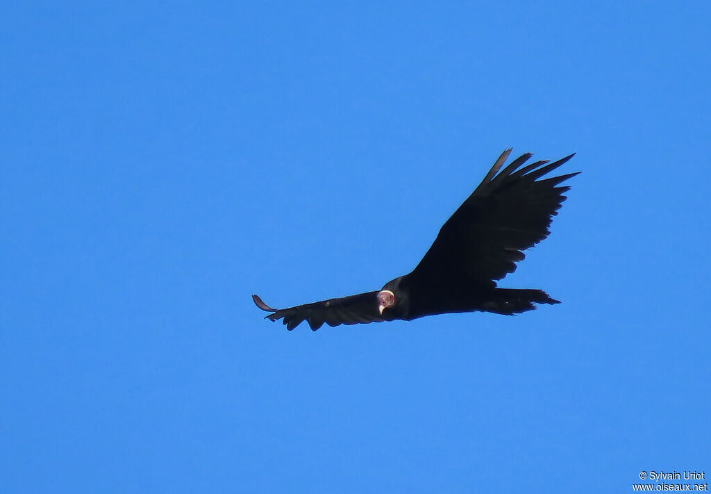 Urubu à tête rougeadulte