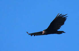 Turkey Vulture