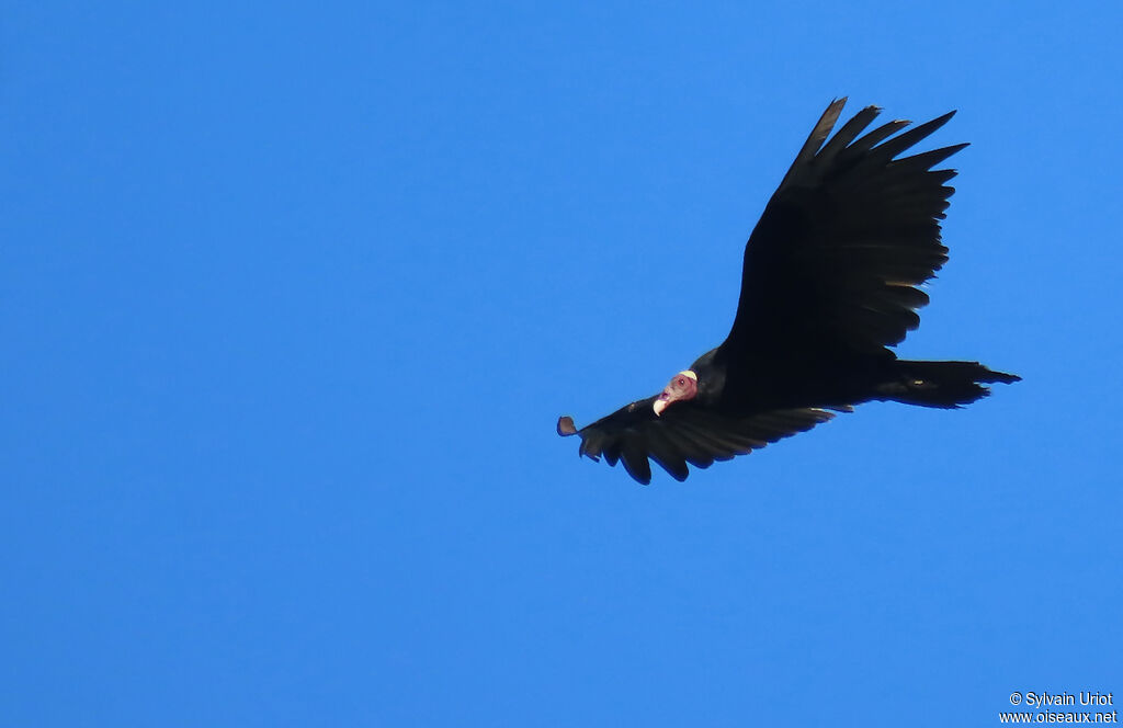 Urubu à tête rougeadulte