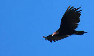 Turkey Vulture