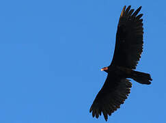 Turkey Vulture