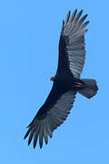 Turkey Vulture