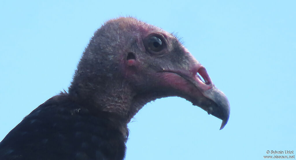 Urubu à tête rougeimmature