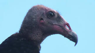 Turkey Vulture