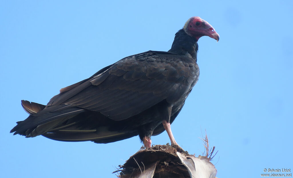 Urubu à tête rougeadulte