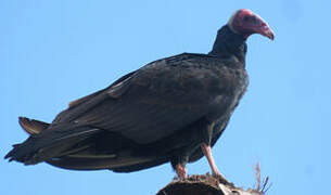 Turkey Vulture