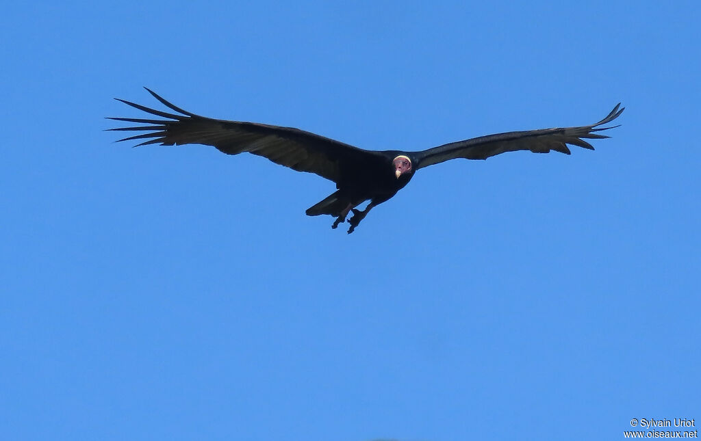 Urubu à tête rougeadulte