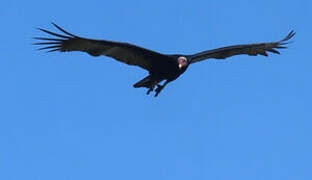 Turkey Vulture