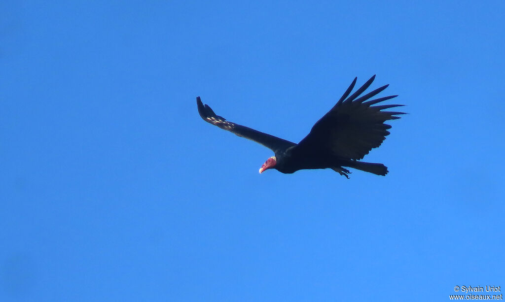 Urubu à tête rougeadulte