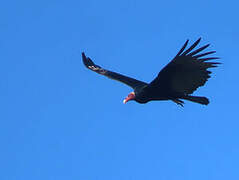 Turkey Vulture