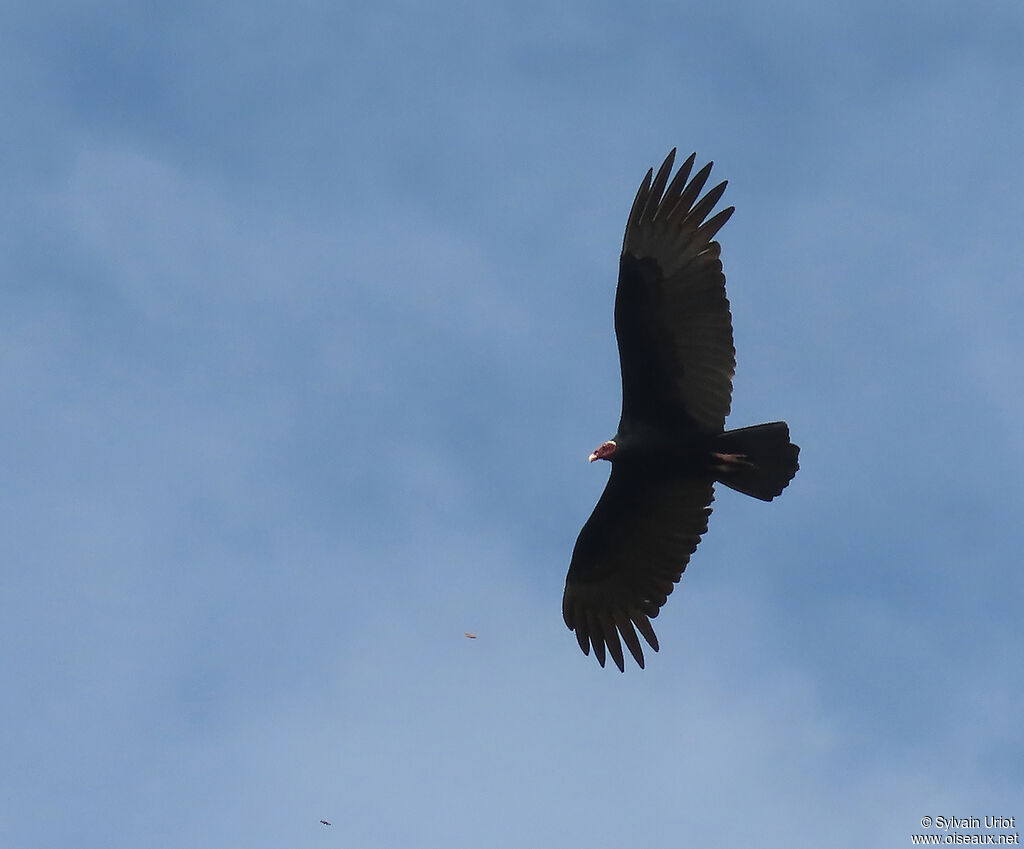 Urubu à tête rougeadulte