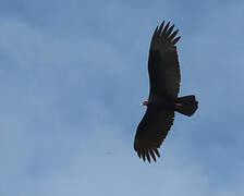 Turkey Vulture