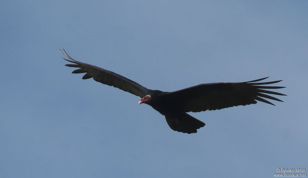 Urubu à tête rougeadulte