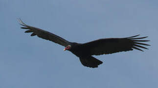 Turkey Vulture