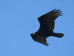 Turkey Vulture