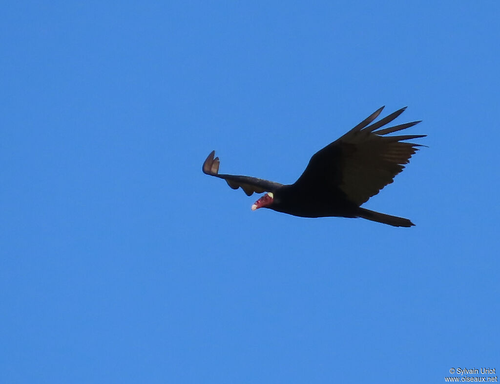 Urubu à tête rougeadulte