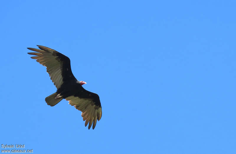 Turkey Vultureadult, pigmentation, Flight