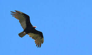 Turkey Vulture