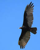 Urubu à tête rouge