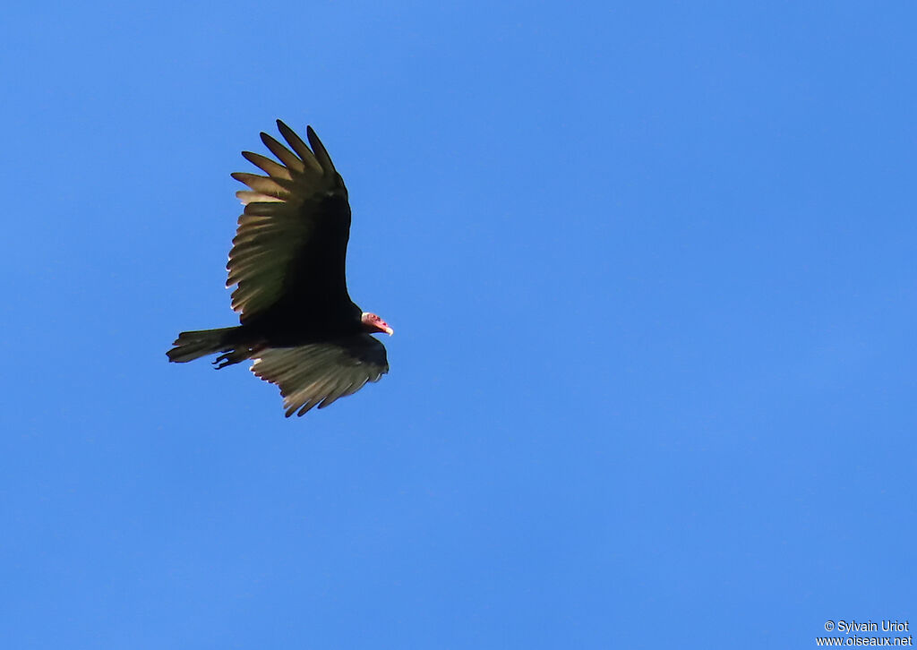 Urubu à tête rougeadulte