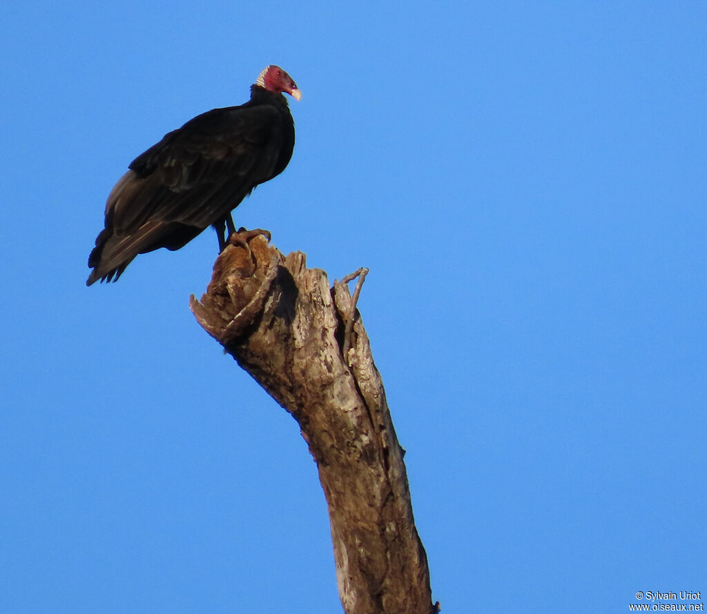 Urubu à tête rouge