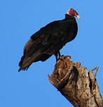 Urubu à tête rouge