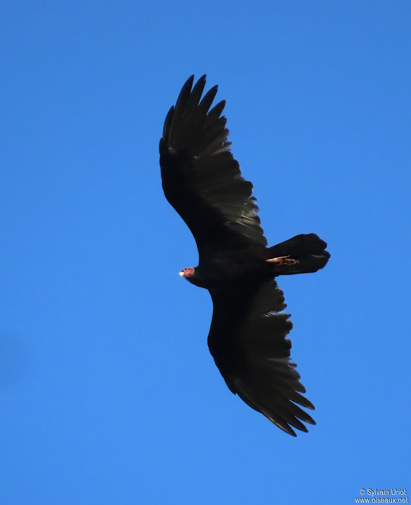 Urubu à tête rouge