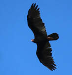 Urubu à tête rouge