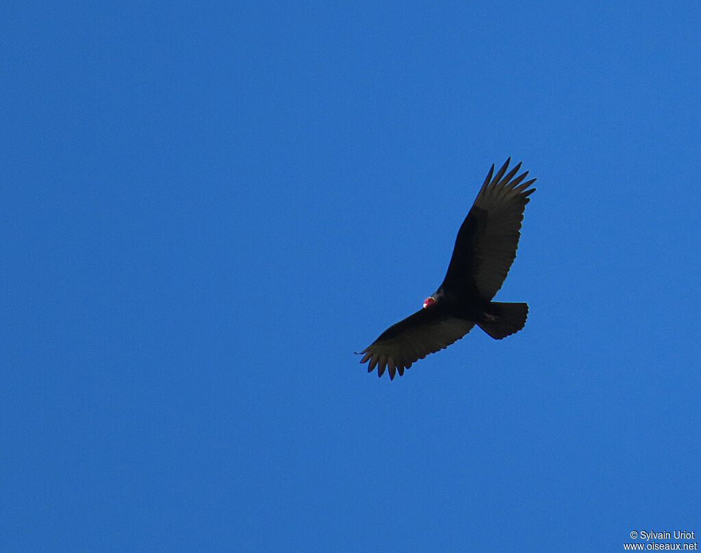 Urubu à tête rougeadulte