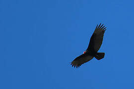 Turkey Vulture