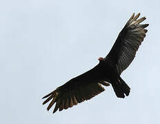 Turkey Vulture