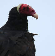 Turkey Vulture