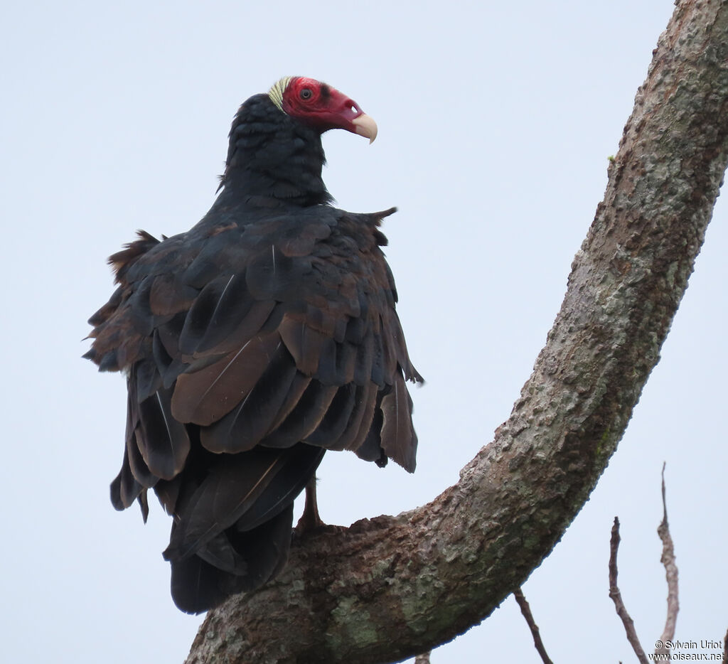 Urubu à tête rougeadulte