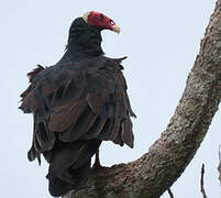 Turkey Vulture