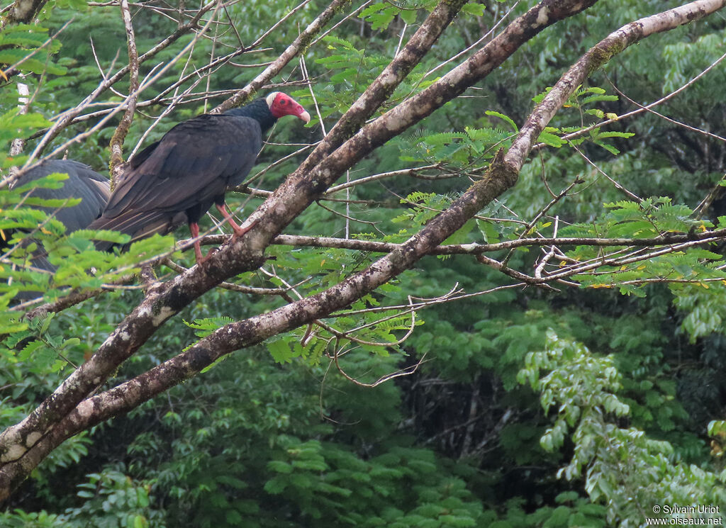 Urubu à tête rougeadulte