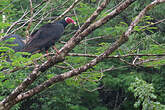 Urubu à tête rouge