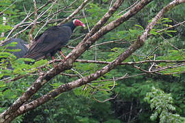 Turkey Vulture