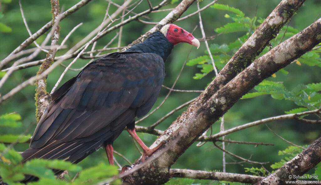 Urubu à tête rougeadulte