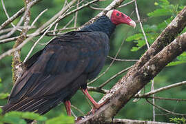 Turkey Vulture