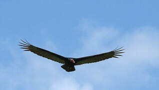 Turkey Vulture