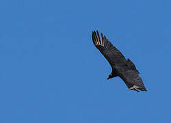 Black Vulture