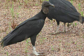 Black Vulture