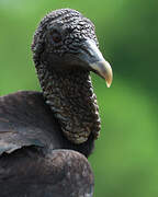 Black Vulture